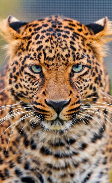 凶悍的老虎动物手机壁纸