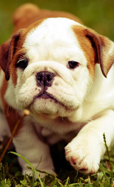 斑点沙皮犬可爱手机壁纸免费下载