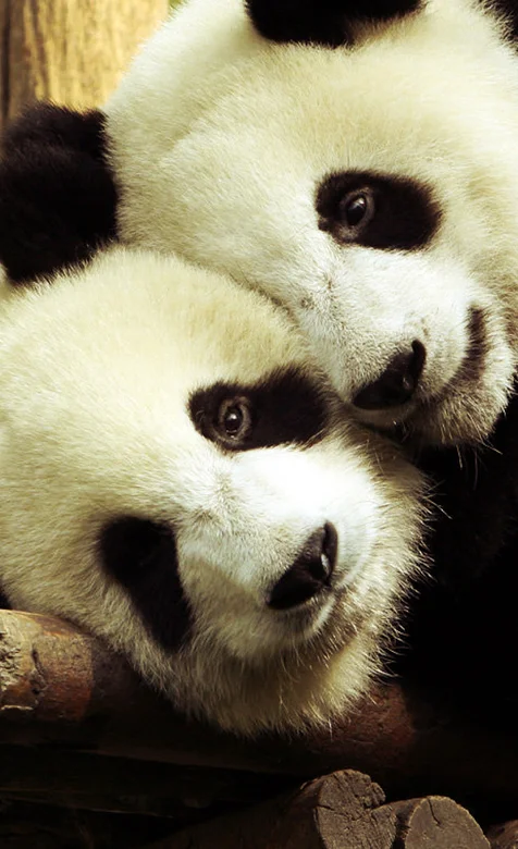 可爱的国宝熊猫手机壁纸