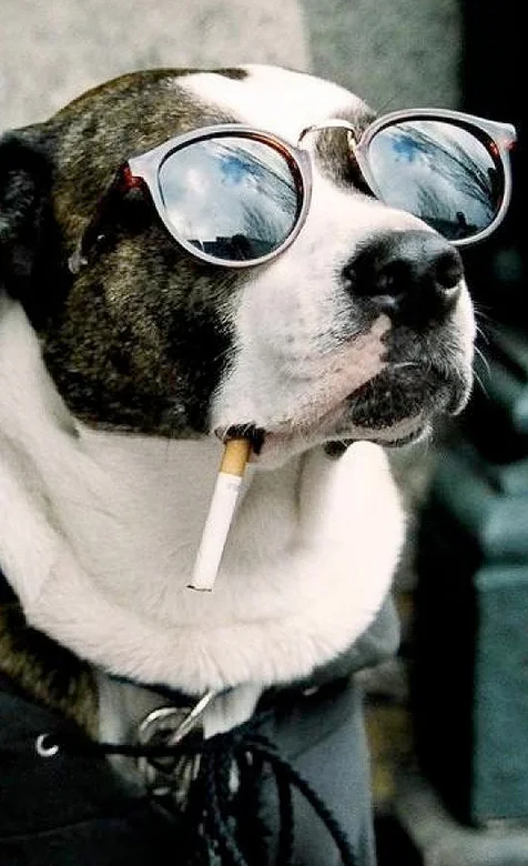 酷酷的抽烟的狗狗手机桌面