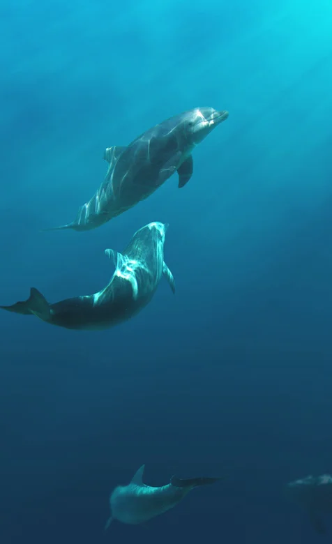 海里抓拍的海豚手机壁纸