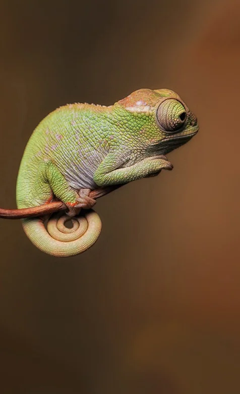 静态的变色龙高清手机壁纸