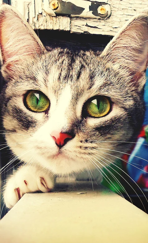 萌态十足的喵咪手机壁纸图片