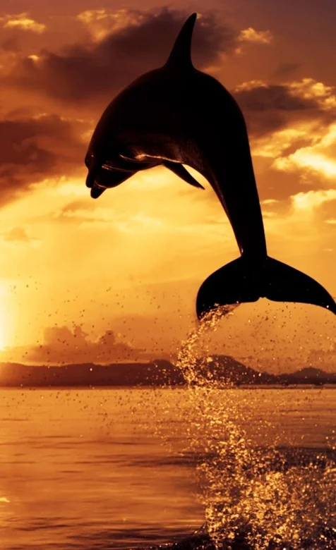 夕阳下跳出海面的海豚