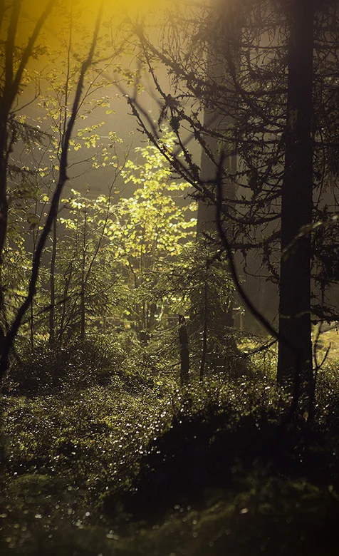 唯美丛林养眼手机壁纸