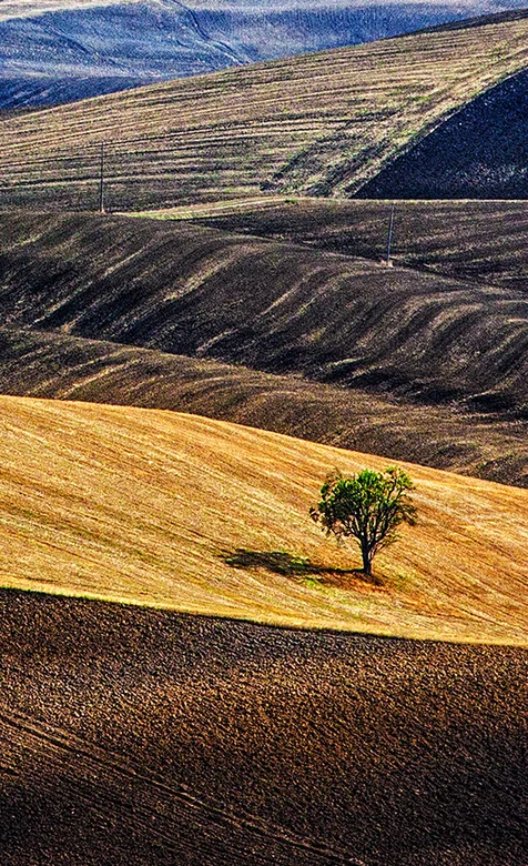光秃秃的山上的一棵绿树养眼手机图片