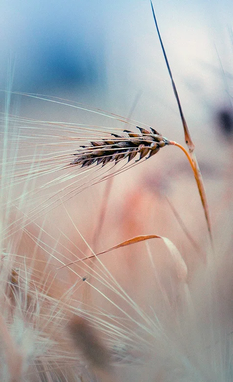 唯美的小麦特写手机壁纸图片