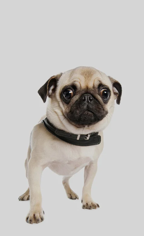 可爱的狗狗手机图片