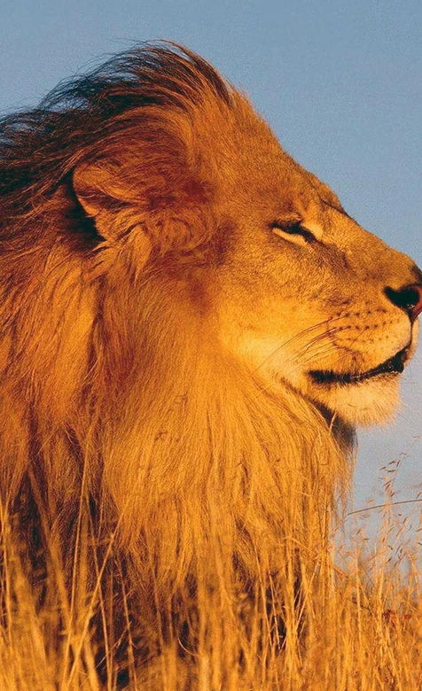 狮子头特写手机壁纸下载