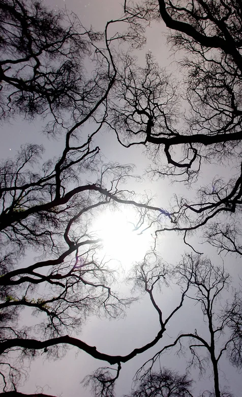 烈日下的大树树干创意风景手机壁纸图片