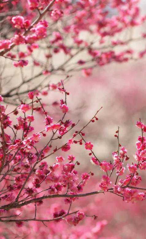 寒冬腊梅风景手机背景图片