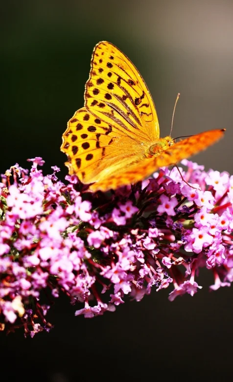 唯美的蝴蝶高清手机壁纸
