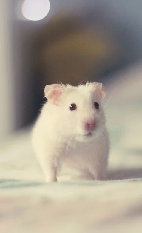 可爱的小白鼠宠物手机壁纸