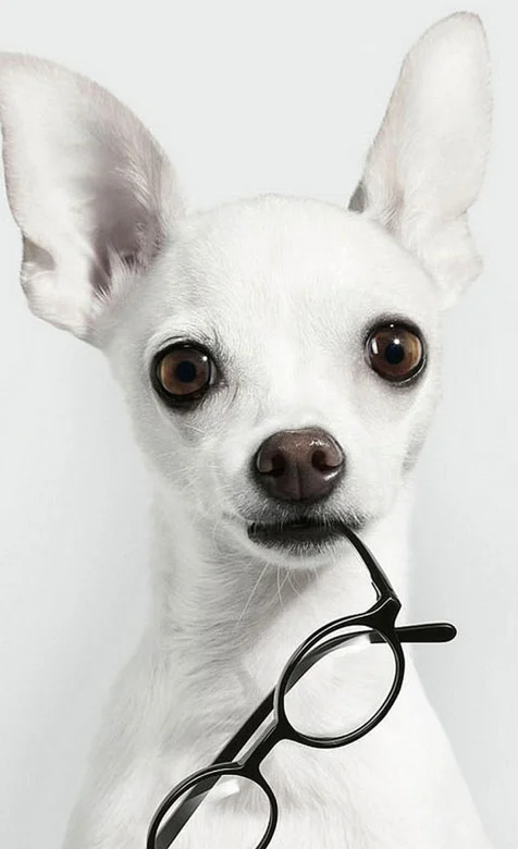 咬着眼睛的可爱小狗手机壁纸图片