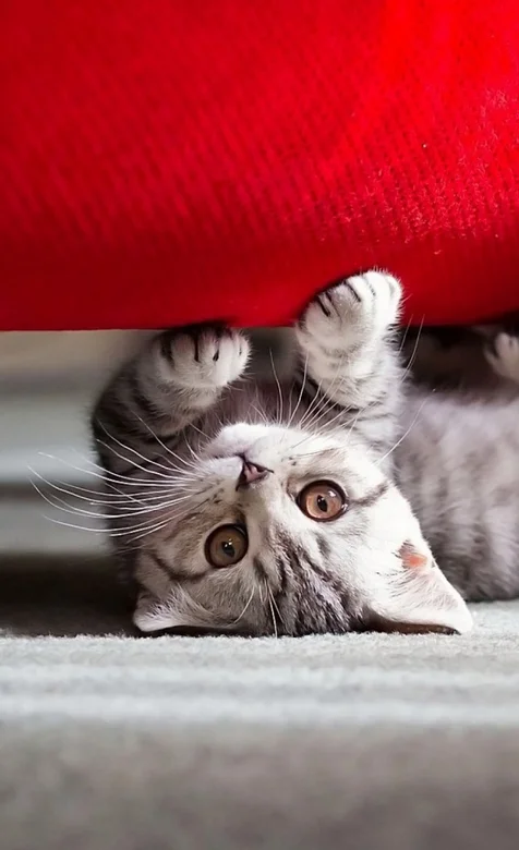 沙发下萌翻了的小猫咪手机壁纸