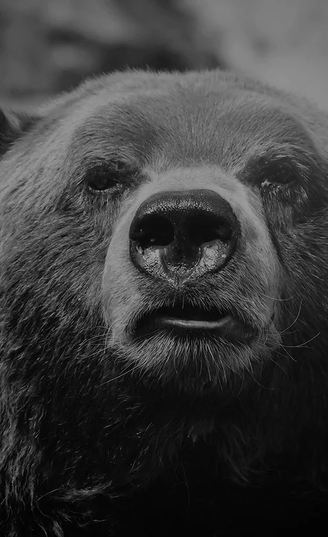 黑白的熊特写高清IOS8壁纸