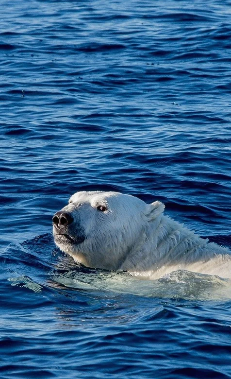海水中悠闲的北极熊