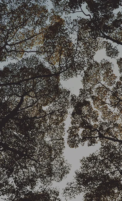 参天大树高清风景安卓手机背景