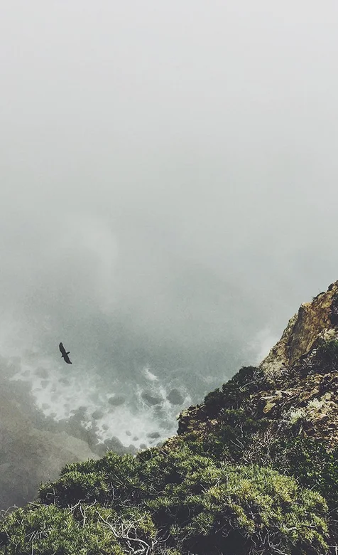 天上飞舞的雄鹰