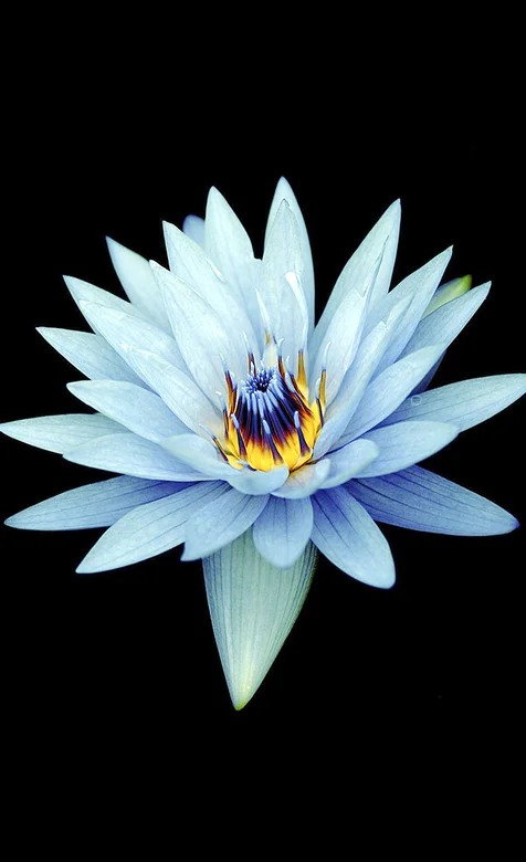 很适合做手机壁纸的图片-高清花瓣