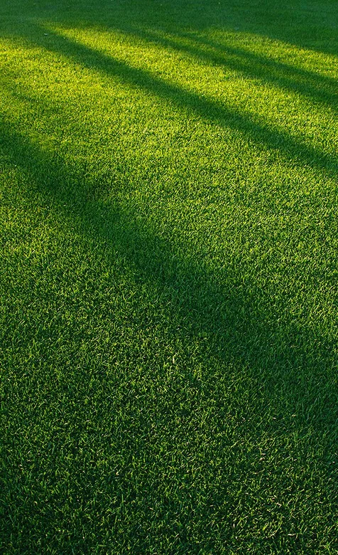 绿色球场高清手机桌面