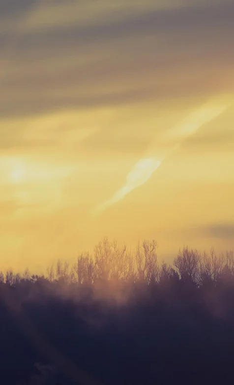 早晨朦胧的森林