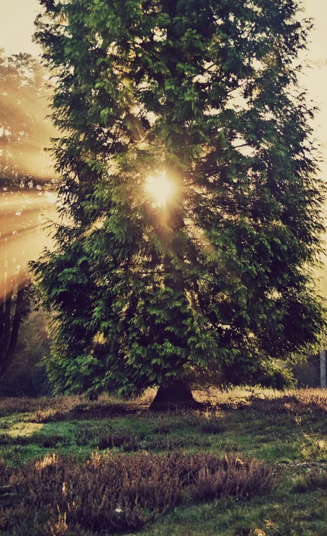 透过晨光的大树