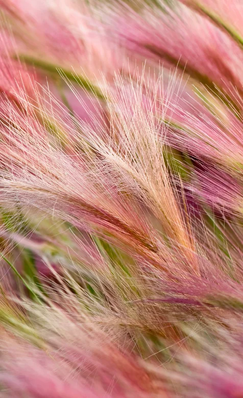 粉色的草手机高清壁纸