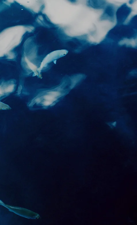 深海里的鱼儿高清壁纸