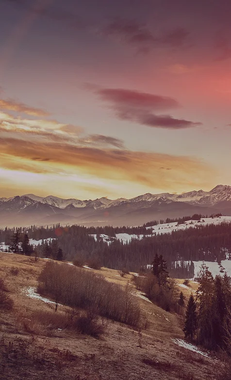 欧美雪地上的森林风景壁纸