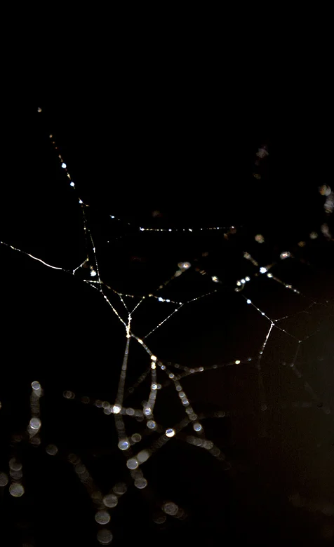 夜色下的蜘蛛网