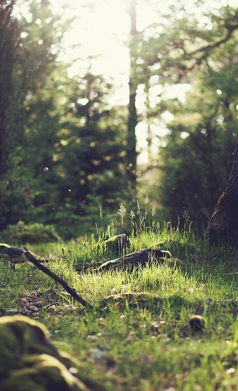 绿色早晨的森林