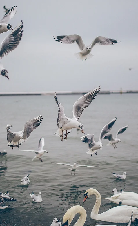 湖上的天鹅高清手机壁纸