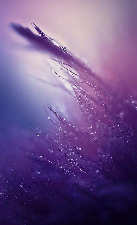 紫色背景下的晨露