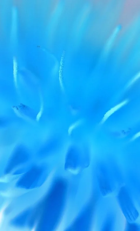 微观植物蓝色手机壁纸