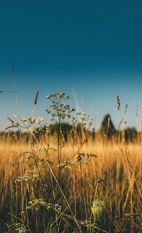 微镜头下唯美的草唯美手机壁纸下载