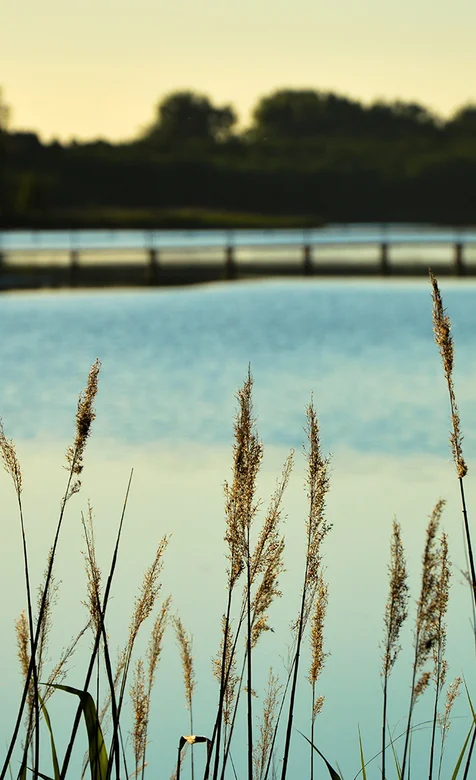 微风，湖边，小草，手机壁纸图片