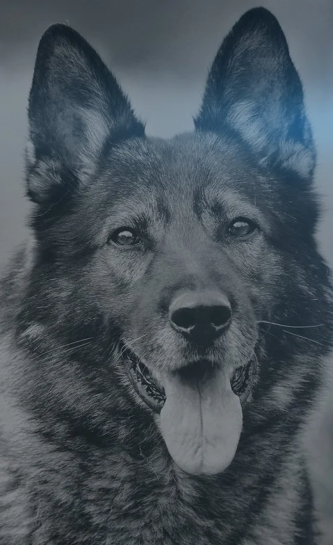 人类的好朋友猎犬手机壁纸