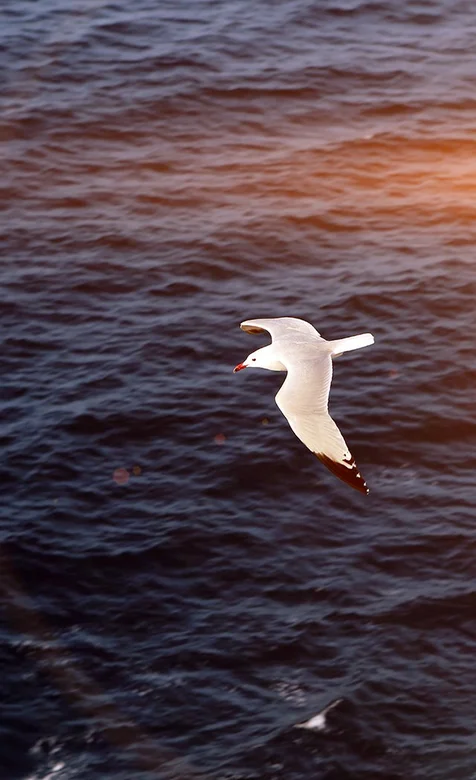 海上飞翔的海鸥手机壁纸下载