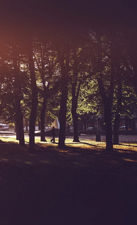 树荫底下唯美手机背景