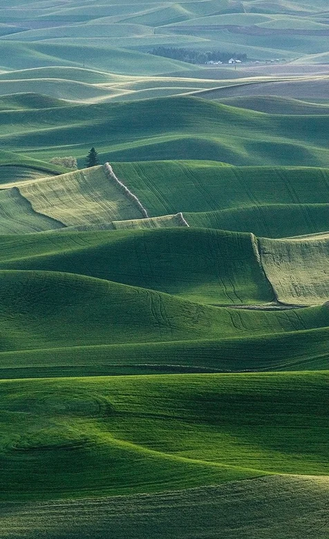 绿绿的草地平原景色壁纸
