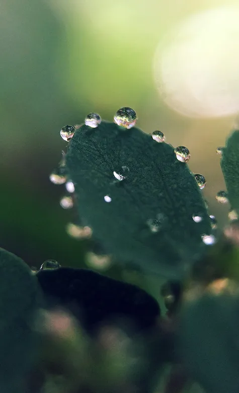 沾满晨露的树叶高清护眼手机壁纸