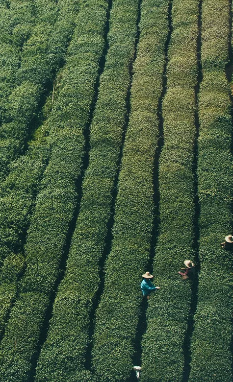 唯美的茶树风景壁纸