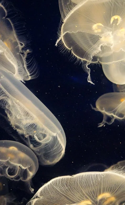 海底生物水母创意写实手机壁纸下载