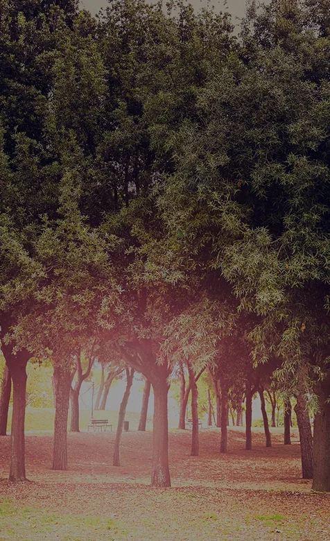 迷雾森林高清手机背景