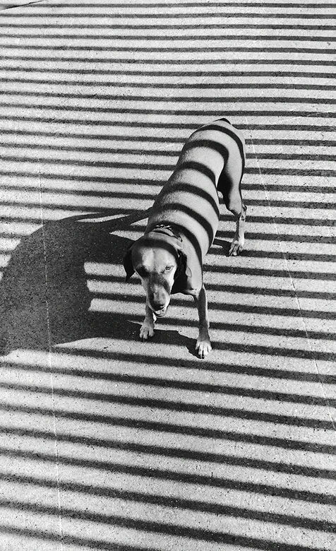 阳光下的狗狗创意摄影手机壁纸