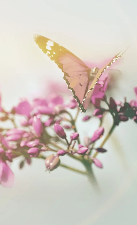 唯美的鲜花蝴蝶手机背景下载