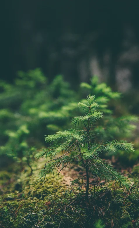 绿色森林高清护眼手机壁纸