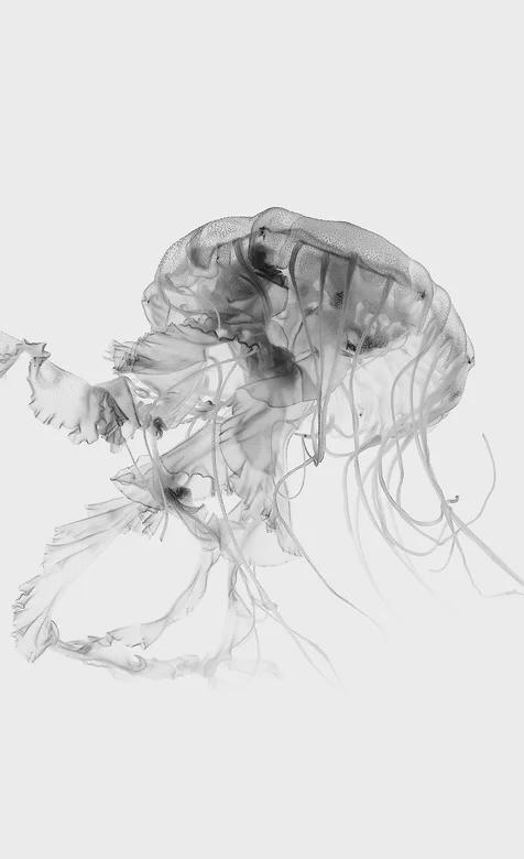 海底生物水母高清灰色系高清壁纸