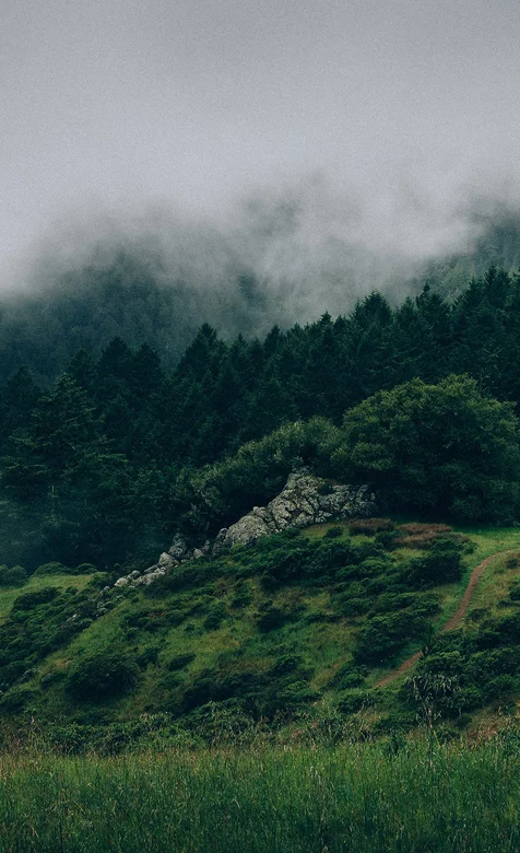 唯美如仙境的雾中森林高清手机壁纸下载